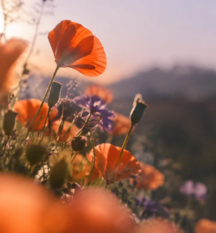 Orange and lilac flowers in soft light, part of Arkangel’s visual identity